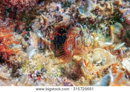 Portrait Of Cute Blenny Fish, Close Up