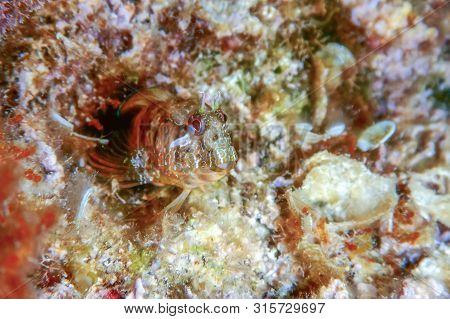 Portrait Of Cute Blenny Fish, Close Up