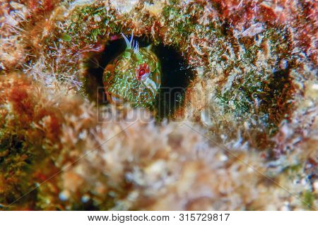 Portrait Of Cute Blenny Fish, Close Up