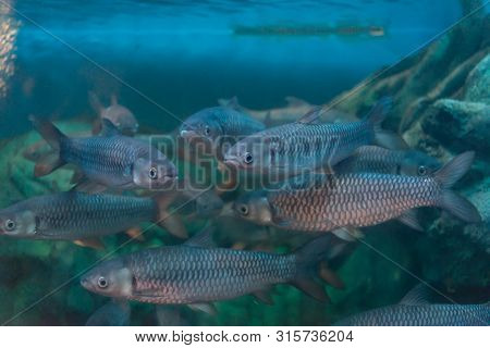 Fish : Mahseer Barb (neolissochilus Stracheyi) In The River.