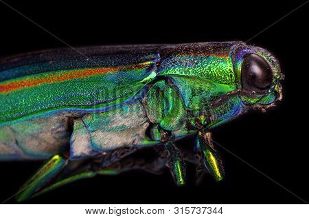 Macro Of A Tamamushi Beetle, Or Gem Bug, Scientific Name Chrysochroa Fulgidissima