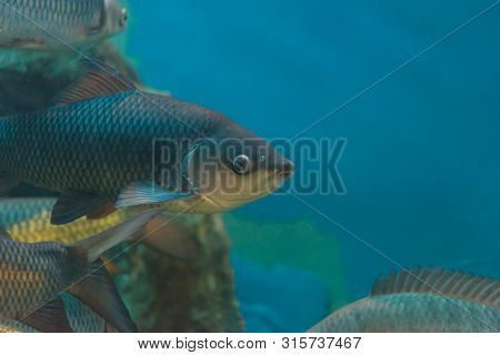 Fish : Mahseer Barb (neolissochilus Stracheyi)