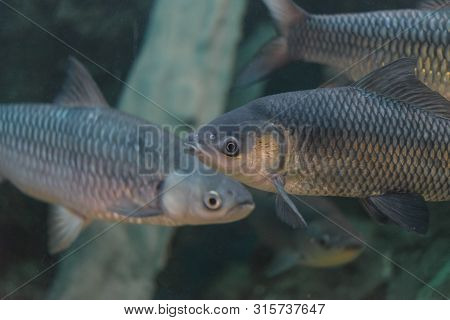 Fish : Mahseer Barb (neolissochilus Stracheyi)
