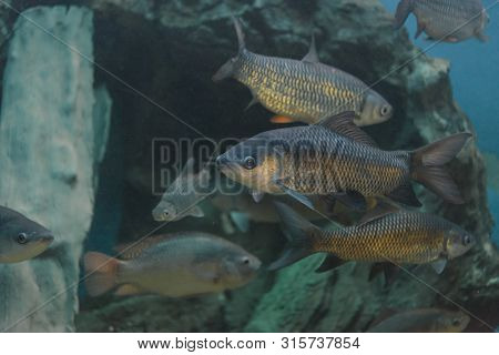 Fish : Mahseer Barb (neolissochilus Stracheyi)