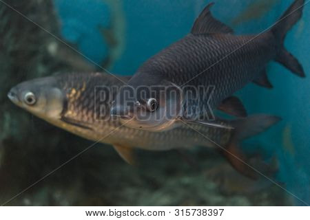 Fish : Mahseer Barb (neolissochilus Stracheyi)