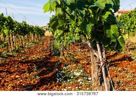 View Of Typical Istrian Vineyards In The Red Soil
