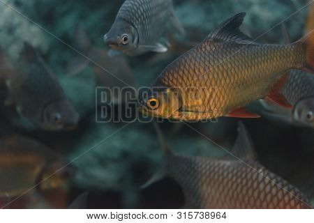 Flagtail Characin (semaprochilodus Taeniurus)