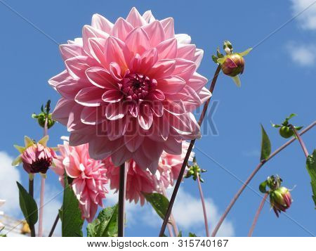 Berliner Kleene Dahlia Plant With Pink Flowers Against The Blue Sky At Summer