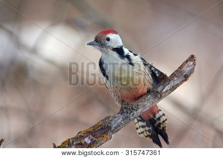 Bird - Middle Spotted Woodpecker (dendrocoptes Medius) Sitting On A Branch Covered With Lichen In Th