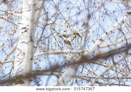 Bird - Siskin (spinus Spinus) Feeds Sitting In The Crown Of Birch In The Winter Forest On The Backgr