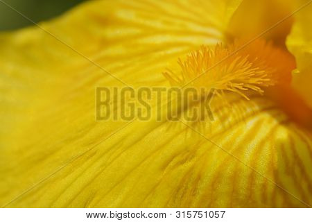 Tall Bearded Iris Fox Fire Flower Close Up - Latin Name - Iris Barbata Elatior Fox Fire