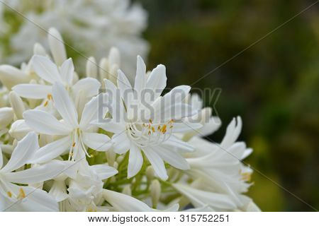 White African Lily Flower - Latin Name - Agapanthus Africanus Albus