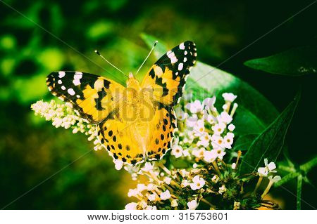 Butterfly Vanessa Cardui Or Cynthia Cardui In The Garden