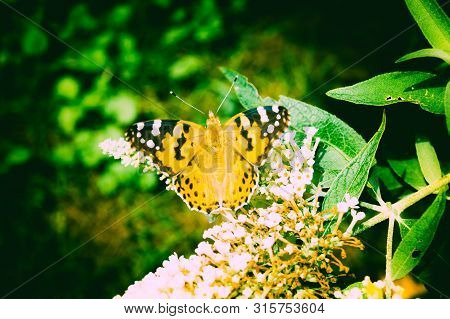 Butterfly Vanessa Cardui Or Cynthia Cardui In The Garden
