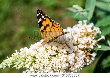 Butterfly Vanessa Cardui Or Cynthia Cardui In The Garden