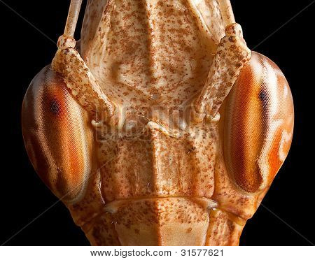 Mantis Face