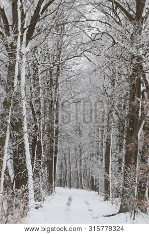 Bavarian Winter Landscape Next Next To Schwandorf, Charlottenhofer Weihergebiet