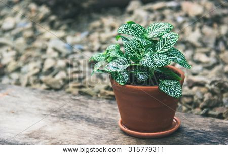 Fittonia In Clay Pot. Fittonia Mosaic Plant. Fittonia Copy Space.