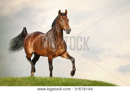 Dressuurpaard
