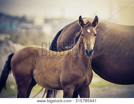 Red Foal Sporting Breed With A Mare. Small Horse. Foal With An Asterisk On A Forehead.
