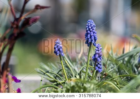 Starch Grape Hyacinth Or Common Grape Hyacinth(muscari Neglectum)