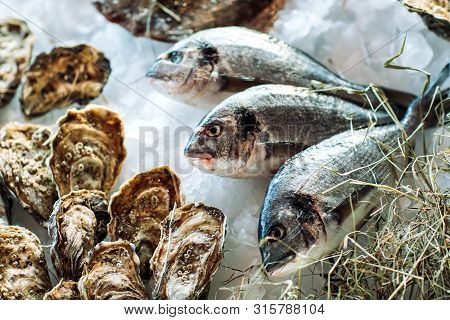 Oysters And Other Seafood On Ice On The Shop Counter.