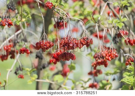 Untouched By Birds Clusters Of Viburnum Survived The Winter. Withered Red Bunches Of Viburnum