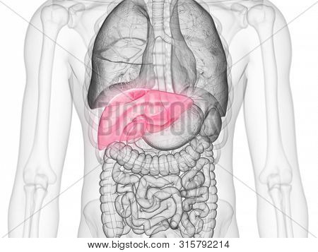 3d rendered medically accurate illustration of the liver