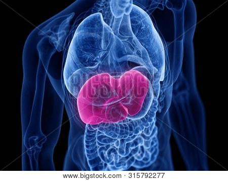 3d rendered medically accurate illustration of the liver