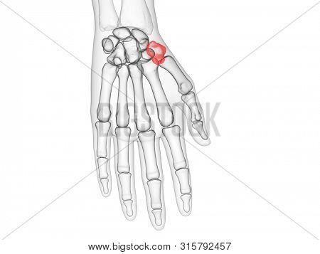 3d rendered medically accurate illustration of the trapezium bone
