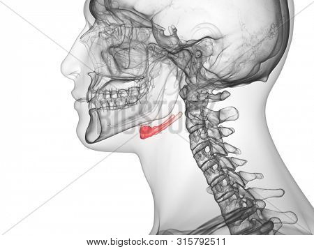 3d rendered medically accurate illustration of the hyoid bone