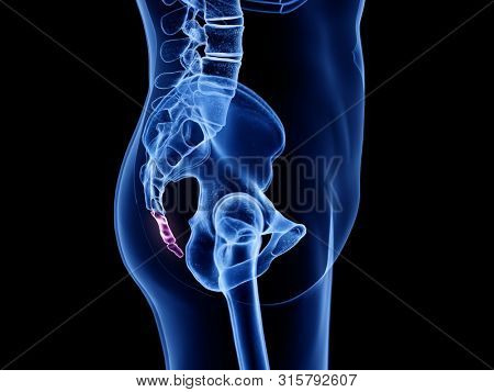 3d rendered medically accurate illustration of the coccyx