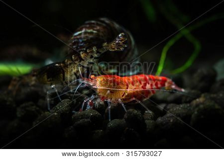 Red Tiger Shrimp Orange Eye Aquarium Freshwater Pets Hobby Nature Underwater Life