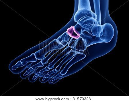 3d rendered medically accurate illustration of the navicular bone