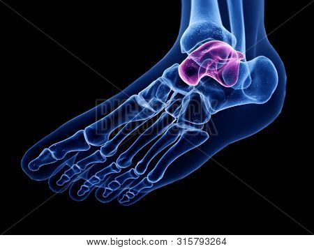3d rendered medically accurate illustration of the talus bone