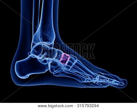 3d rendered medically accurate illustration of the intermediate cuneiform bone