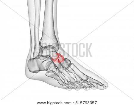 3d rendered medically accurate illustration of the navicular bone