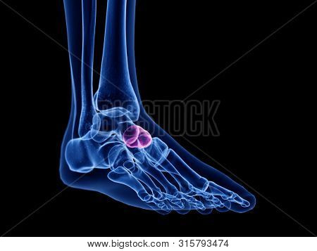 3d rendered medically accurate illustration of the navicular bone