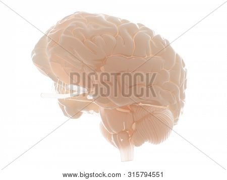 3d rendered medically accurate illustration of the human brain