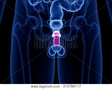 3d rendered medically accurate illustration of the corpus cavernosum