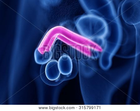 3d rendered medically accurate illustration of the corpus cavernosum