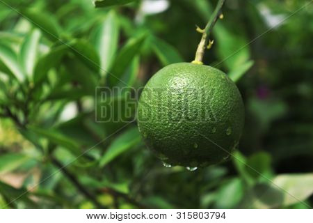 Malta Fruit On Malta Tree With Raindrops