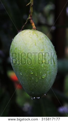 Close Up Of Mango Fruit On A Mango Tree With Raindrops