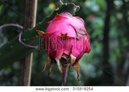 Close Up Of Dragon Fruit On A Dragon Tree