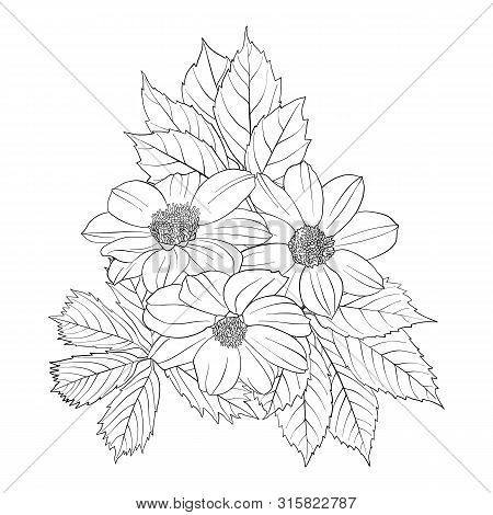 Vector Drawing Flowers, Decorative Rosette, Stylized Designtemplate, Isolated Floral Element, Hand D