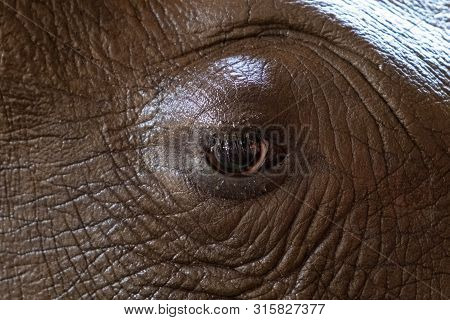 Eye Rhino. Texture. Concept Of Animals In The Zoo
