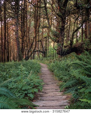 Overgrown Boardwalk With Ferns Between Long Beach And Combers Beach In Pacific Rim National Park Nea