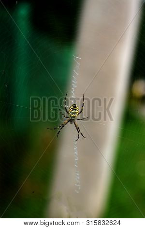 A Spider Is Repairing A Torn Web. Latka On The Web.