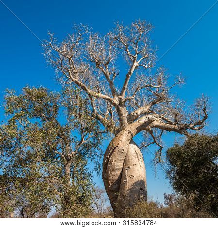 Baobab Amoureux, Two Baobabs In Love, Madagascar