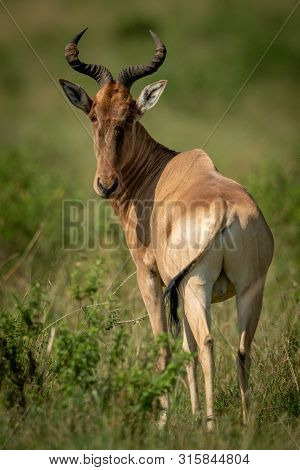 Coke Hartebeest Stands On Savannah Looking Back